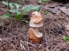Фото профиля: Дядька Грибомор