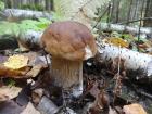 Фото профиля: Алефтинка